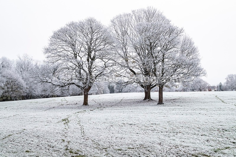 0KJS9326 - Trees in Abington Park