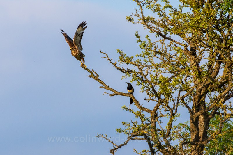 Buzzard and Magpie   ref 7048 - macro and nature.