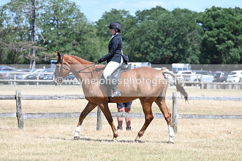 WJ7_2781 - Class 7 Riding Club Show Horse