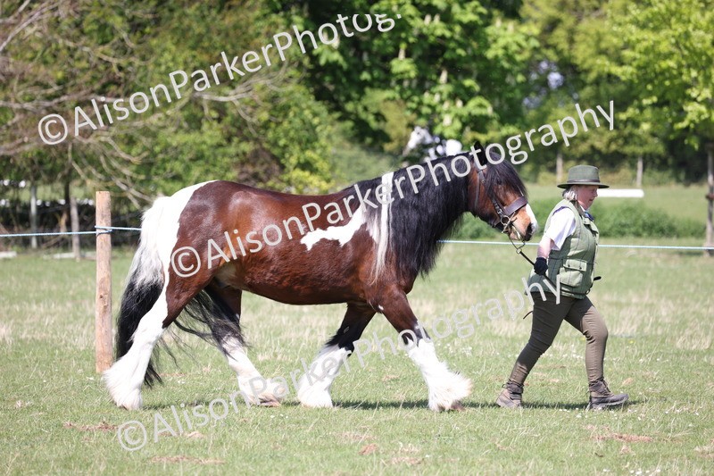 20250427-2965 - Class 27 - Coloured Horse and Pony