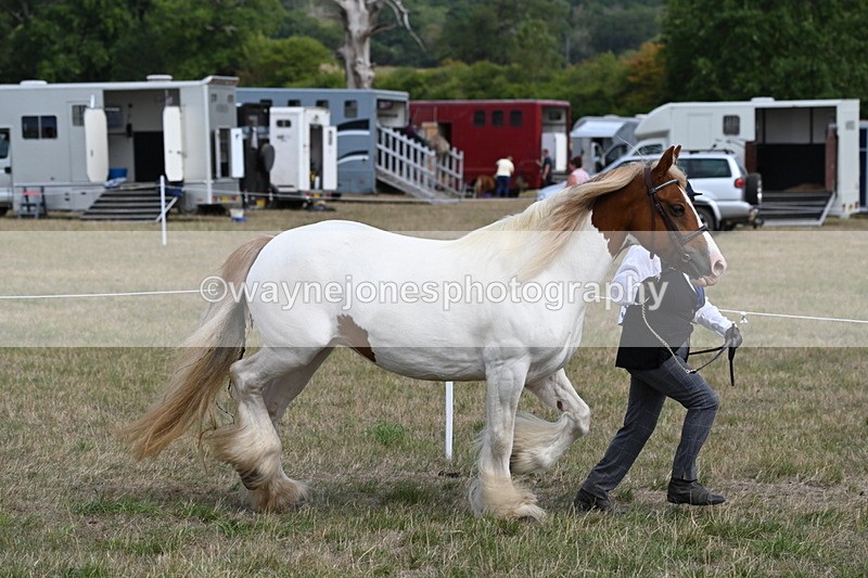WJ6_6538 - Class 20 In-hand Cob