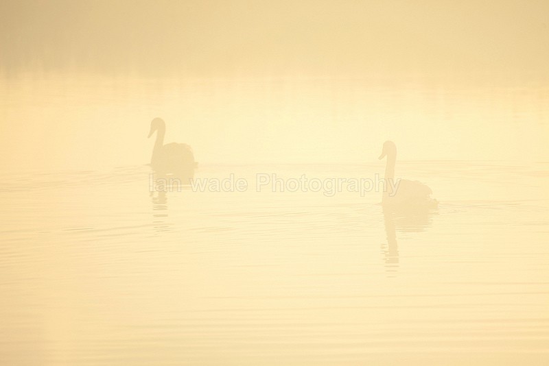 Mute swans in the mist on the Somerset Levels_009732 - Birds, swans and gulls