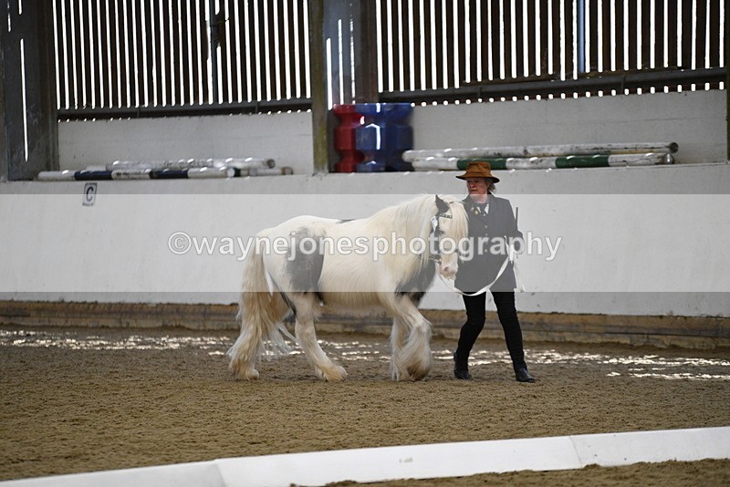 WJ5_5442 - Class 8 In hand cob