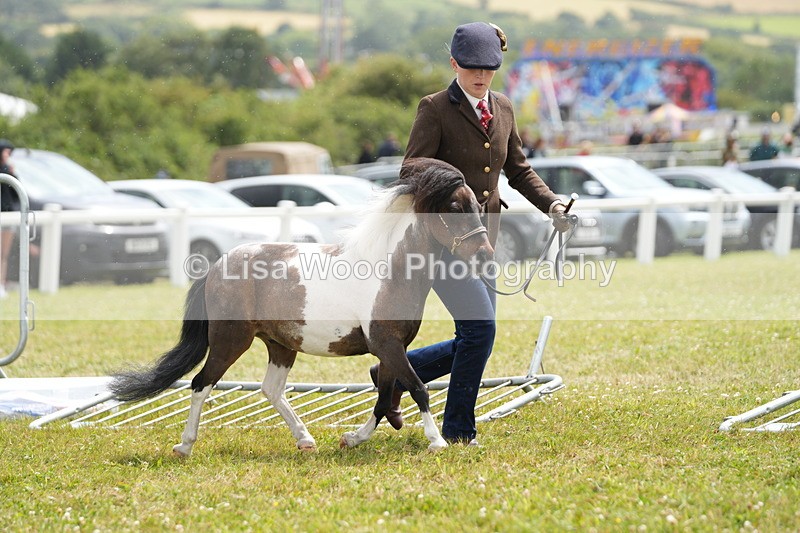 DSC06912 - Class 60: Coloured Pony 4yrs & over