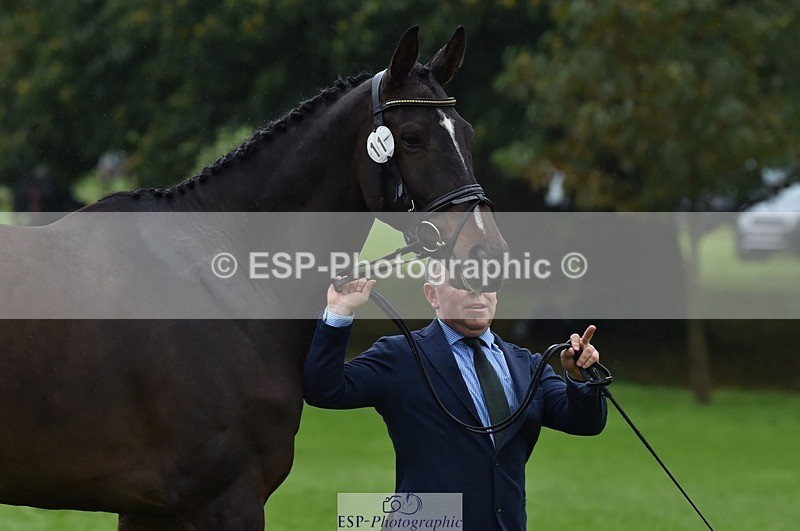 231018-120900-00104 - 011-BIG.QUERLYBET.K.Z-Paul.Whitehead-TrotUp