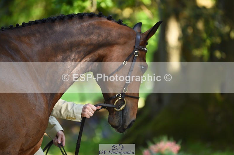 230524-161224-00760 - 255-HI_MR_HENRY-Henry_Hobby-WEDTrotUp+DR