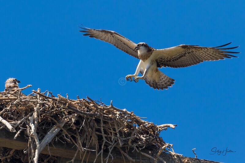 0A3A5159 Clever Me - Osprey