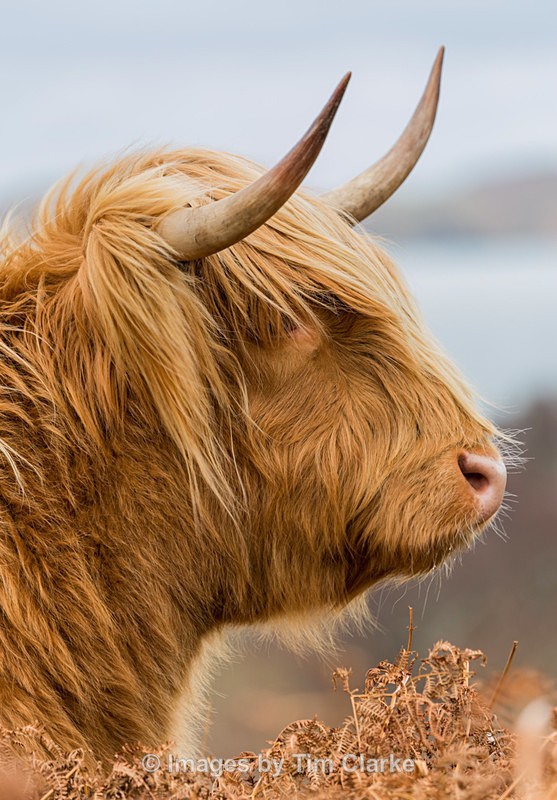 Highland Cow 824432 - Wildlife