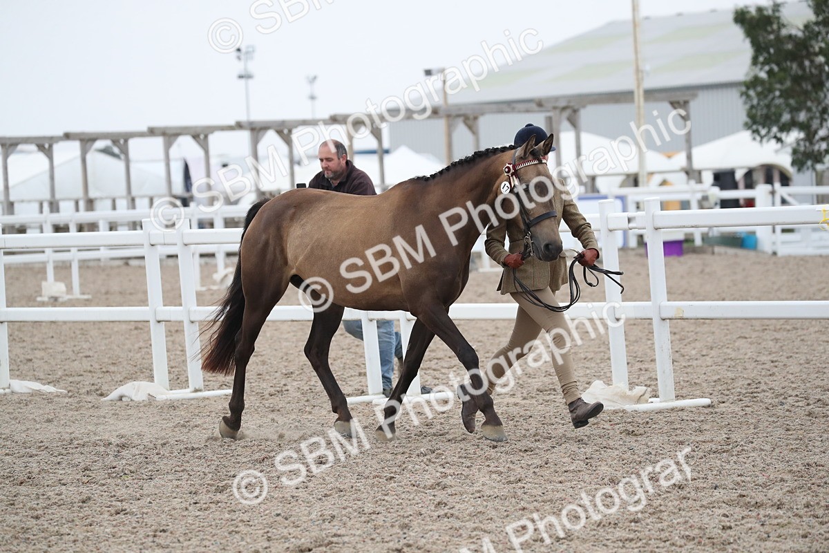 SBM_18377 - Class 318 IH Part bred Horse/Pony