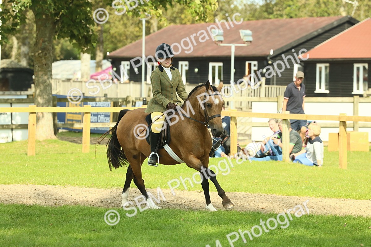 SBM_68868 - S58 - Mini Show Cob Ridden