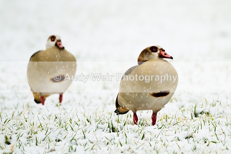 20101129-3518 - Egyptian Goose