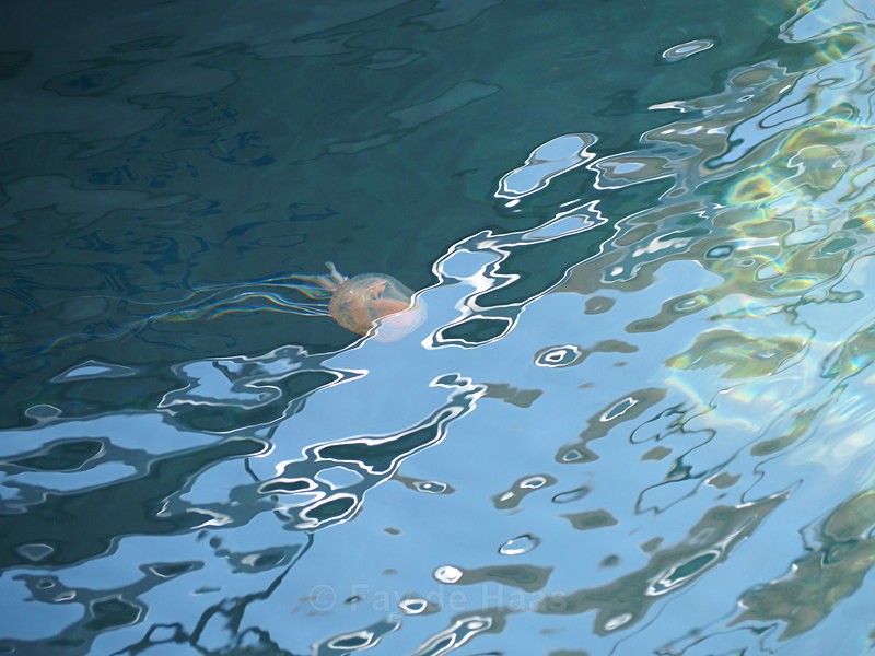 Jellyfish - Water gazing