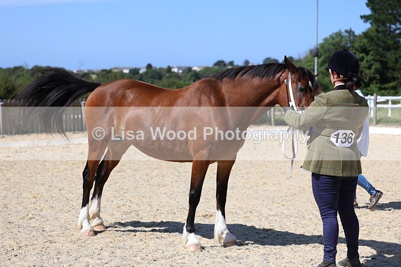 3E7A9899 - In Hand Championship
