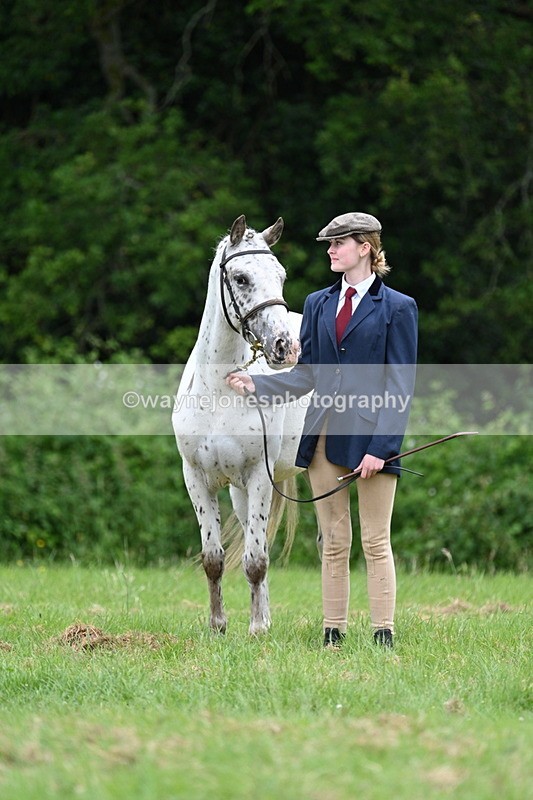 WJ7_4434 - Class 14B Prettiest Mare