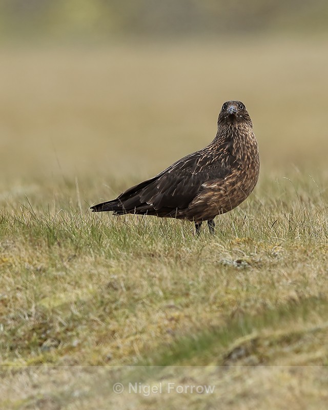 Great Skua on grass, Jokulsarlon, Iceland - Great Skua
