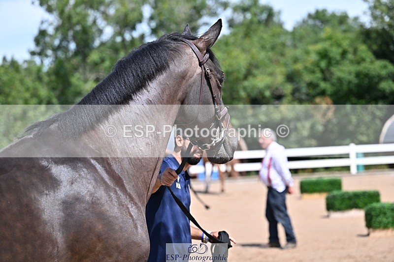 250716-123118-00038 - Trot Up 12.30 to 1.30