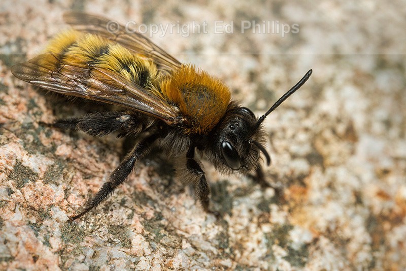 Andrena fulva (f)