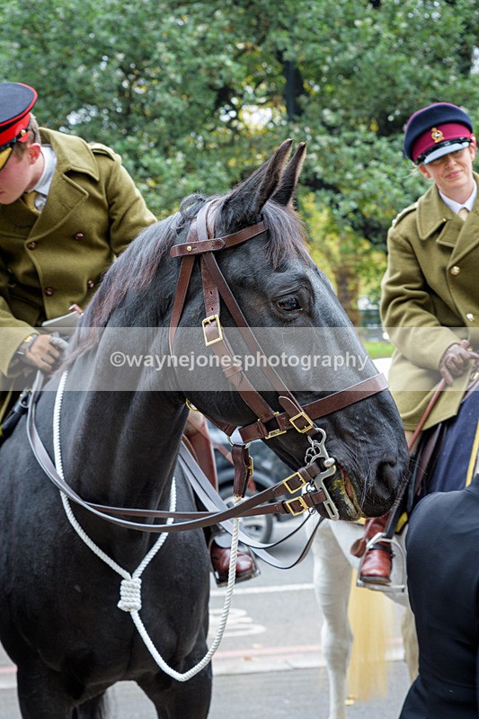 NGP_8160 - 2024 Animals in War Remembrance Gathering