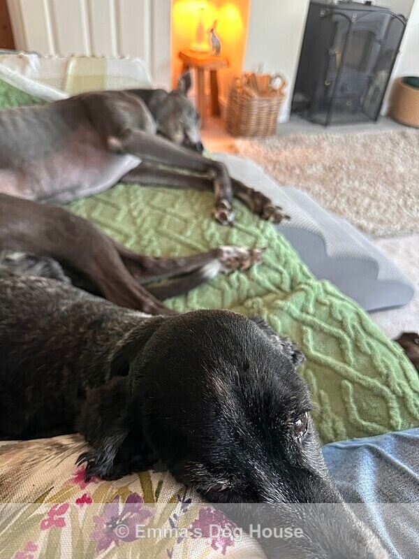  - Dogs