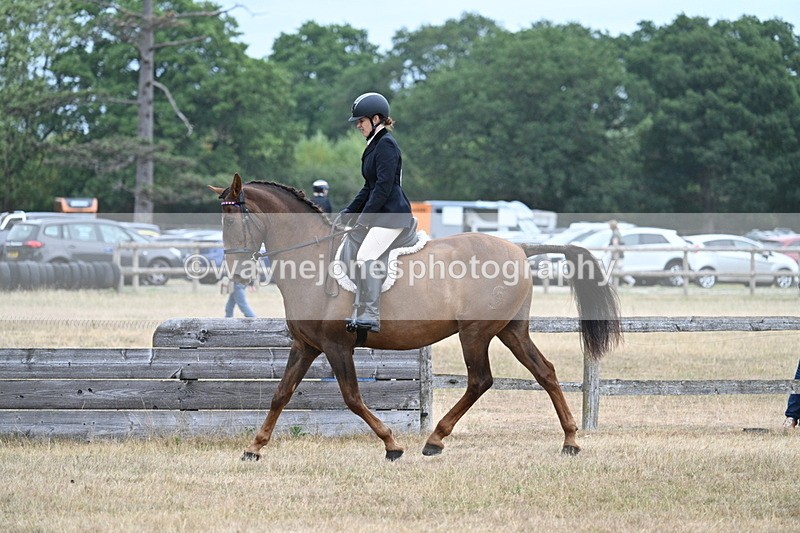 WJ7_0815 - Class 7 Riding Club Show Horse