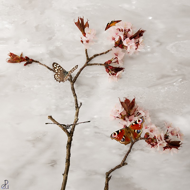Still Life Photography by Diana Uzun