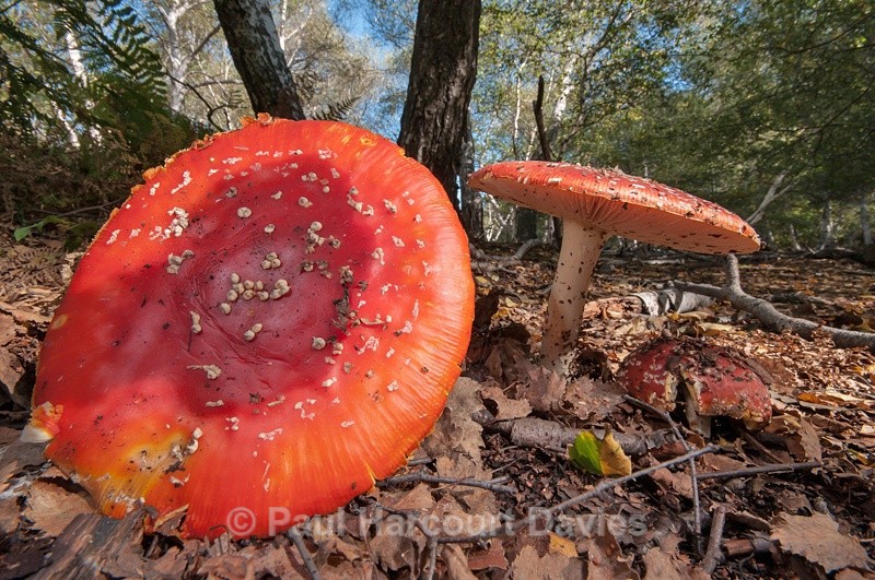  - Plants: wide-angle