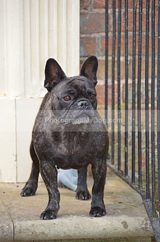  - French Bulldogs