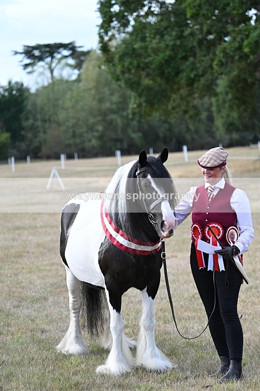 WJ7_8395 - In-hand Championship