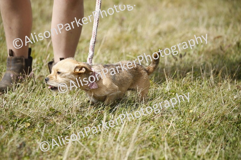 20250831-3652 - Dog Show