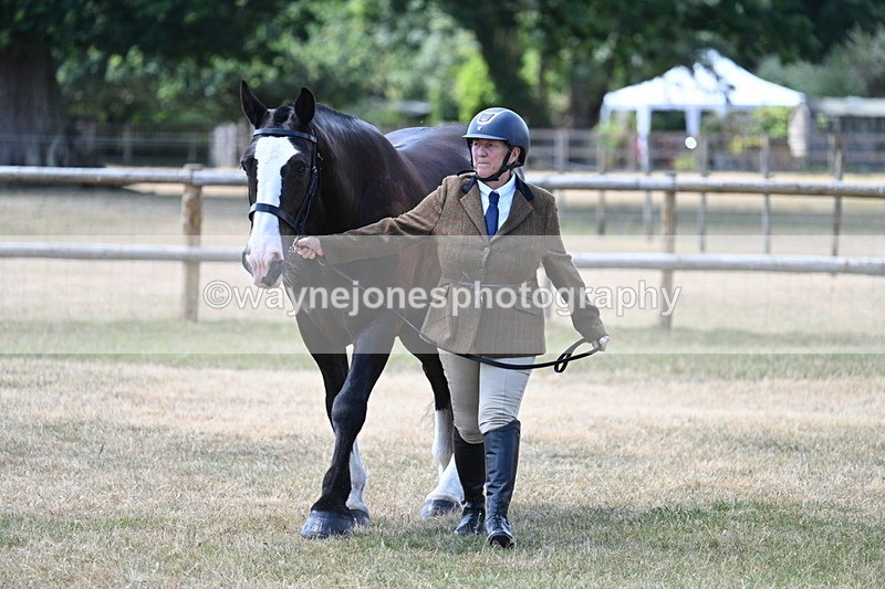 WJ7_2286 - Class 5a Most Handsome Gelding in hand (above 14.2hh)