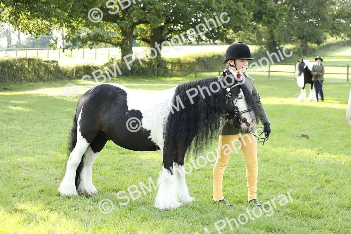 SBM_60923 - S43 - Coloured Pony In Hand