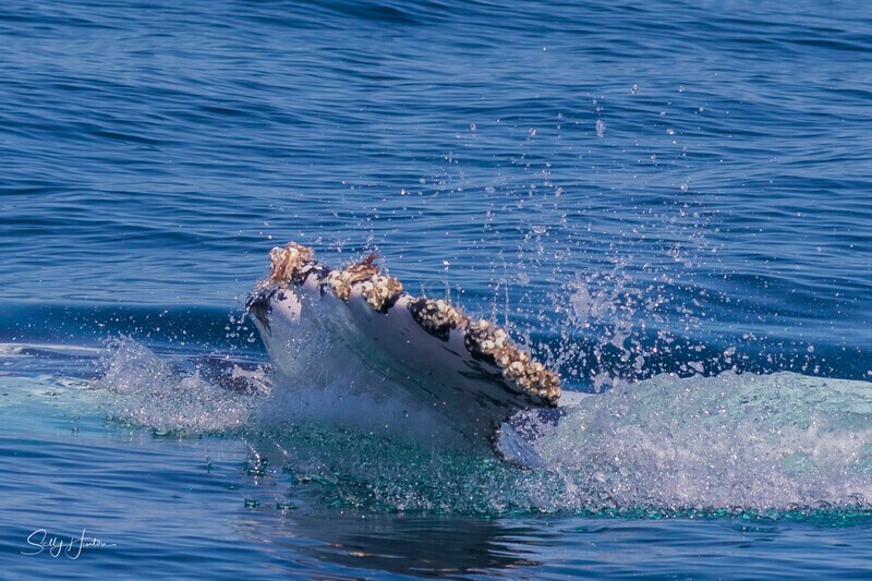 0A3A2427 - 2024 Whale Photos