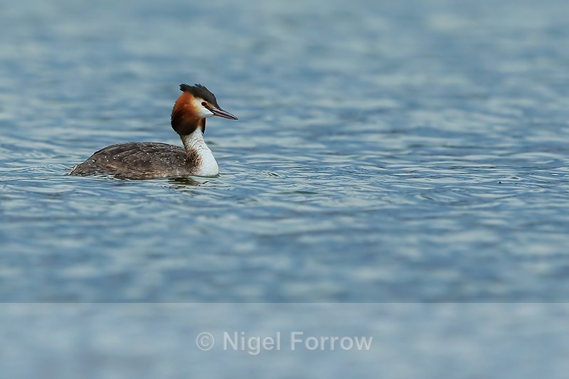 Great Crested Grebe, Farmoor Reservoir - Great Crested Grebe