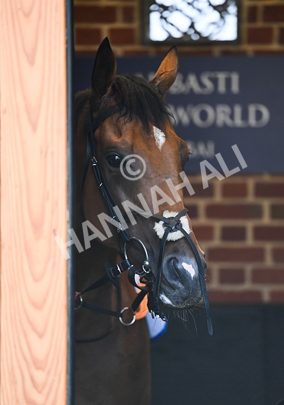 220826-187 Paddy The Squire - Race 4 15.35pm Sky Bet Ebor Handicap