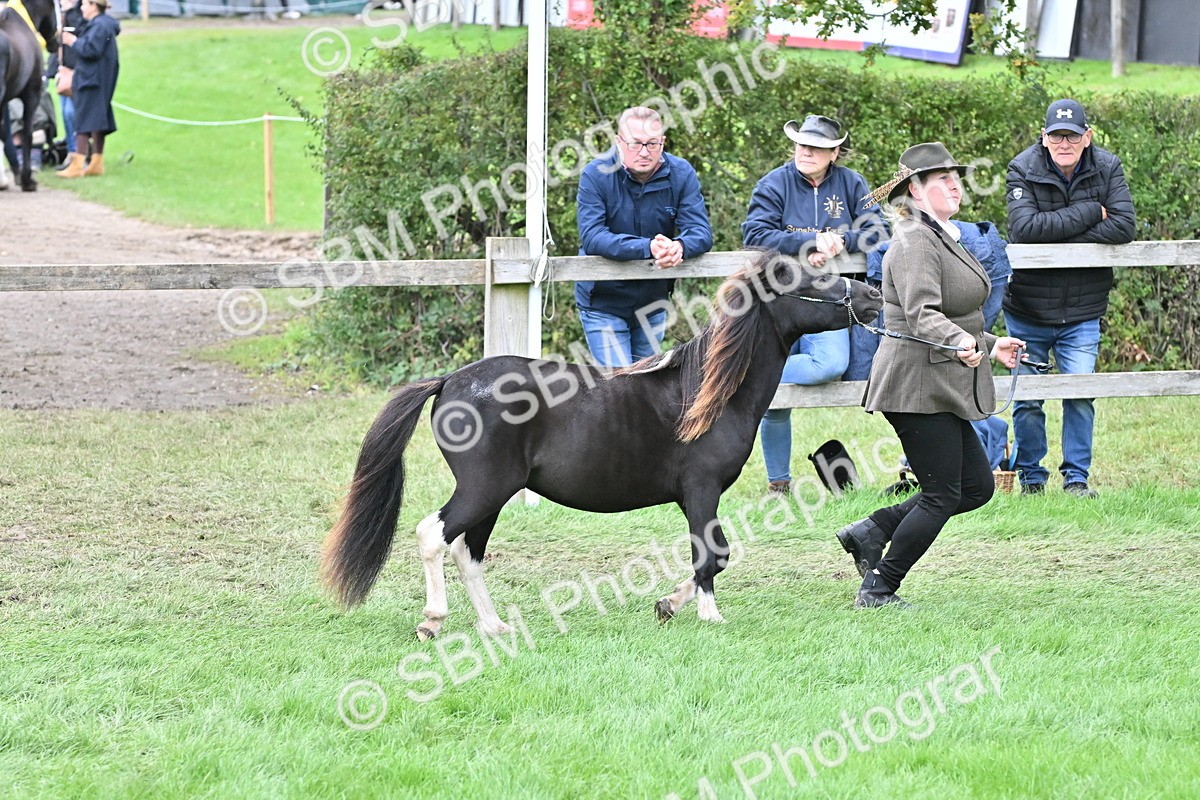 SBM_64938 - S50 - Show Pony & Show Hunter Pony In Hand
