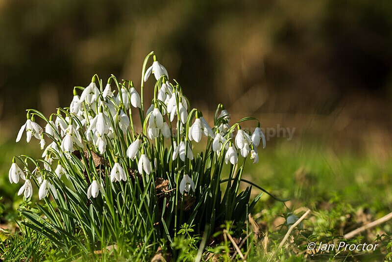 First Snowdrops! - Nature