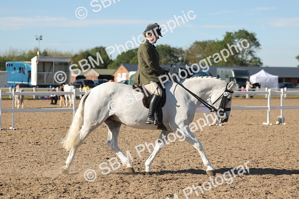 SBM_12182 - Class 303 - Ridden Pure Bred Horse Pony