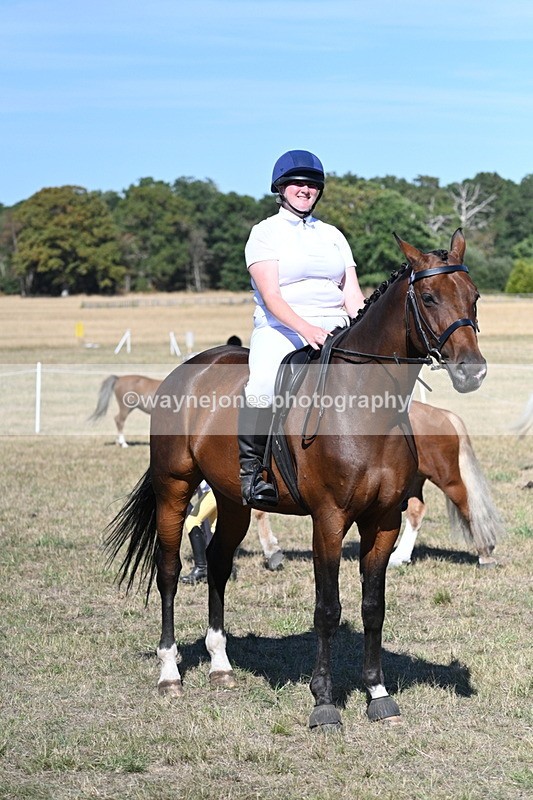 WJ7_1595 - Class 42 Most Handsome Gelding