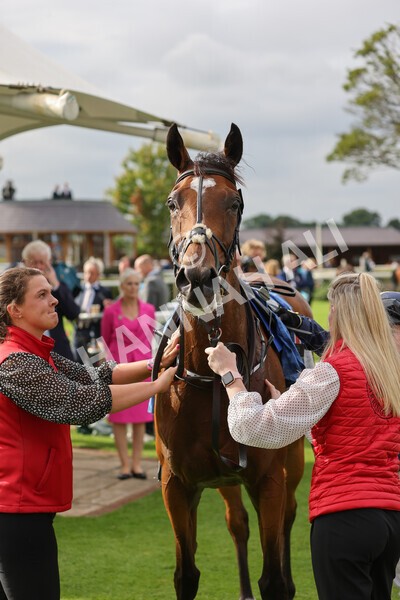 yr19082021r6-31 - Race 6 4.45pm British EBF & Sir Henry Cecil Galtres Stakes