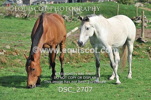 DSC_2707 - ARCHIVE REQUEST - Quincy and Guinness