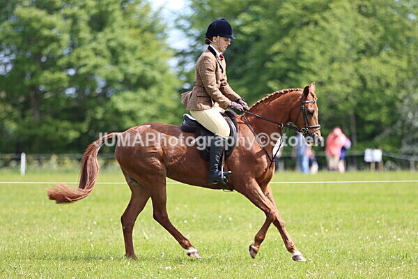 IMG_3329 - Working Hunter