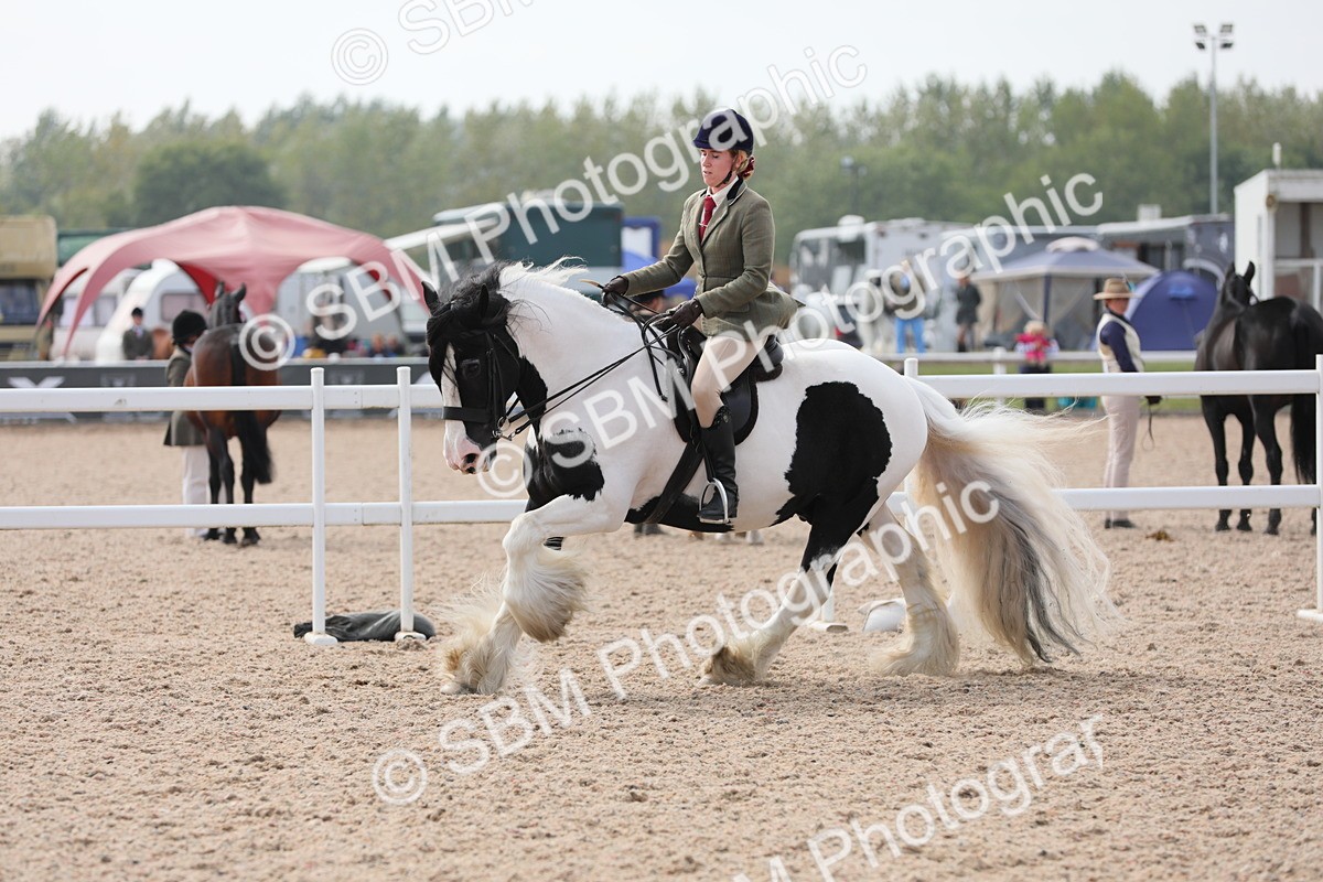 SBM_13375 - Class 308 Ridden Coloured Horse