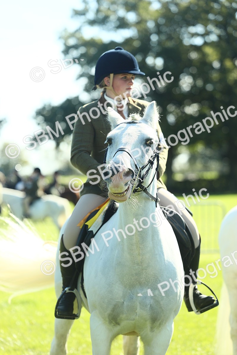 SBM_39088 - S29 - Novice & Newcomers Working Hunter Pony