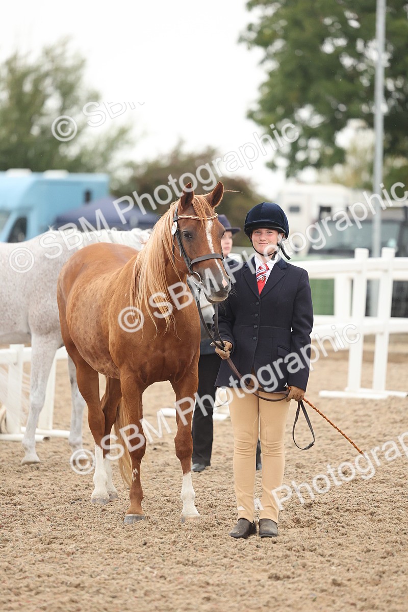 SBM_19392_Class 317 - IH Pure Bred Horse-Pony