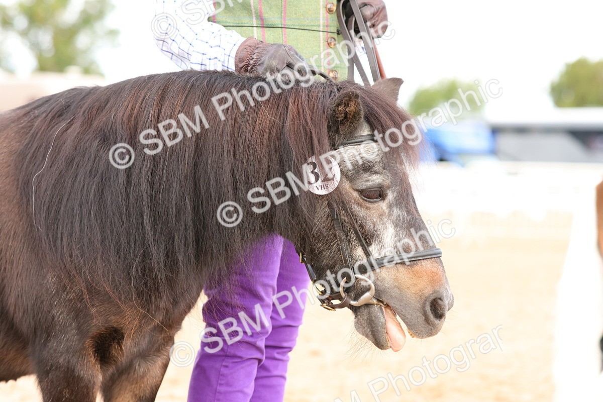 SBM_10319 - Class 206 - IH Non Show Type Pony