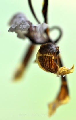 133jpg - Flowers and Nature