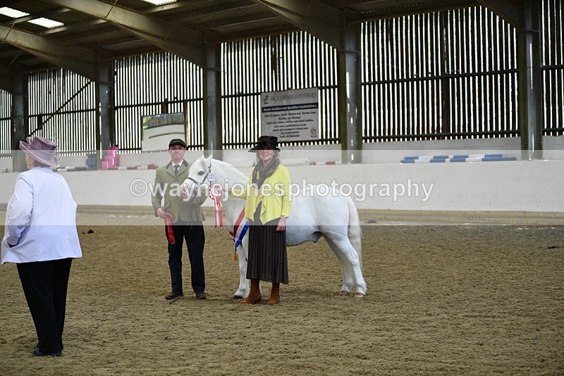 WJ5_5774 - Morning in hand Championship