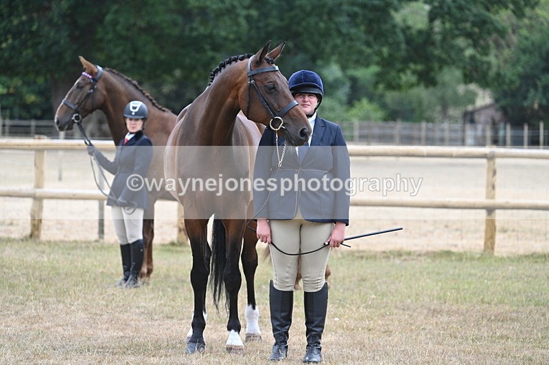 WJ7_9787 - Class 5a Most Handsome Gelding (above 14.2hh)