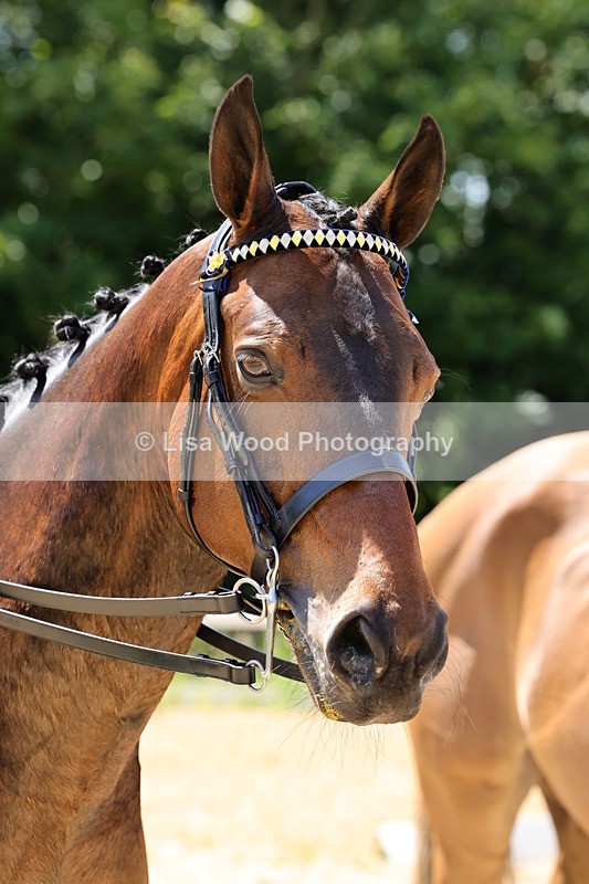 1X9A1905 - Class 12: Ridden Riding Horse/Hack