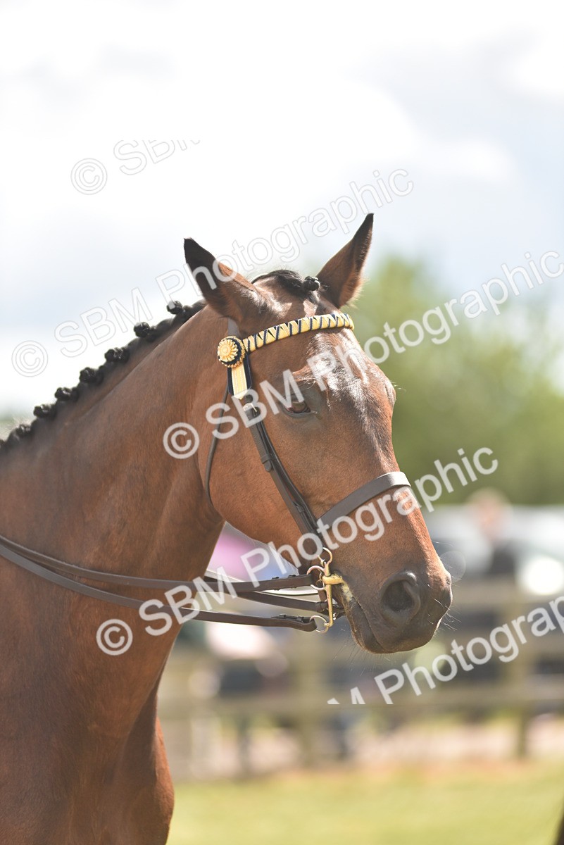 SBM_15130 - Class 113-114 - Retraining of Racehorses Ridden